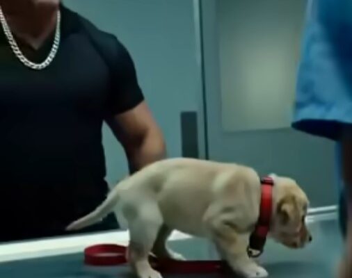 Why Did He Lock The Exam Room Door? What Happened Next Was Unexpected – Dogrupara News