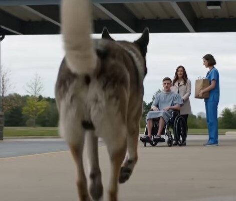 Old Man Told His Dog to Wait Outside the Hospital — Six Months Later, the Dog Recognized His Master’s