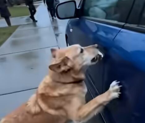 A Stray Dog Was Desperately Trying to Break Into My Car—When Police Forced Me to Open It, What Happened