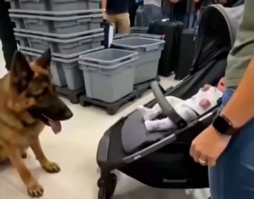 The K9 Wouldn’t Stop Barking At The Stroller—Then Officers Noticed The Seat Cushion – Dogrupara News