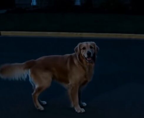 He Reached His Lowest Point… Then His Dog Did Something Incredible – Dogrupara News