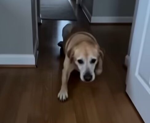 PART 2: A Dog Crawls Toward a Silent Stranger — What Happened Next – Dogrupara News