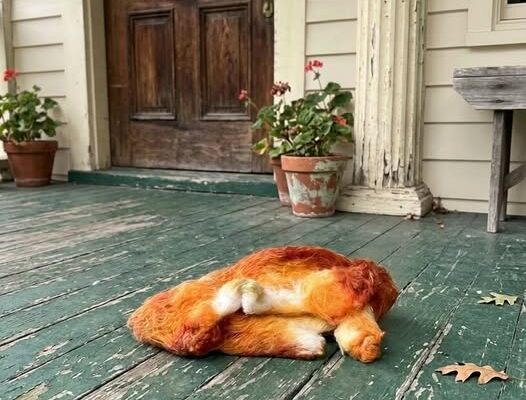 This morning, I stepped out onto the porch to get some fresh air and discovered this. Honestly, at first, I