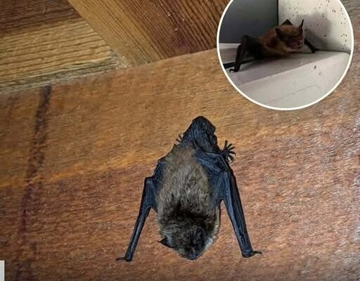 Bats in the house: what their visit really means and the scientific explanation behind the phenomenon –