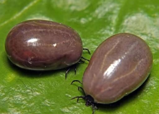 How To Properly Dispose of Ticks – Dogrupara News
