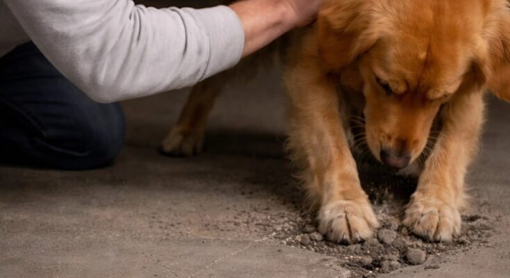 My Shelter Dog Kept Scratching the Basement Floor — What I Discovered Changed Everything – Dogrupara News