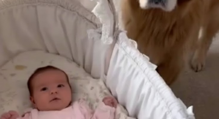 What Our Dog Saw While We Filmed Our Baby Completely Surprised Us – Dogrupara News