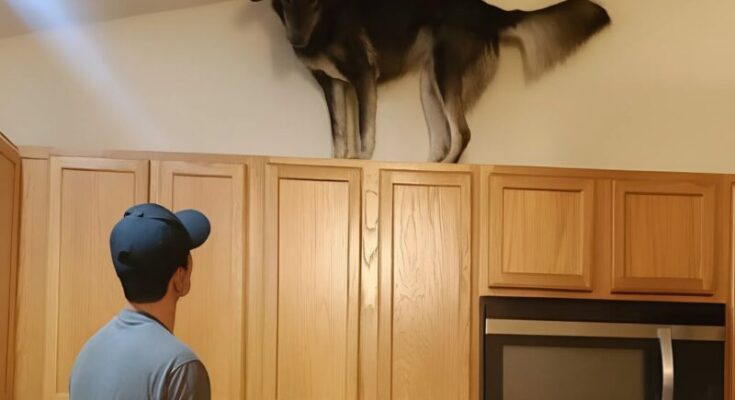 My Dog Kept Climbing Onto the Kitchen Cabinets — Then I Discovered Why – Dogrupara News