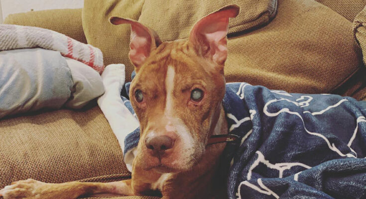 Blind pit bull regain her eyesight and sees her beloved foster parents for the first time – Dogrupara News