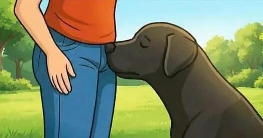 What It Means When Your Dog Sniffs You Frequently – Dogrupara News