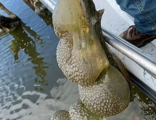 Unusual Egg Pods Found in an Oklahoma Lake—Here’s What Experts Say – Dogrupara News
