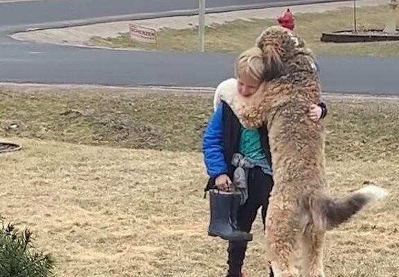 Heartwarming Reunion: Bernedoodle’s Daily Hug for His Human Brother Captivates Millions – Dogrupara News