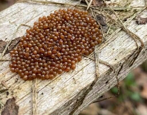 If You Spot These Eggs in Your Garden, Act Immediately! – Dogrupara News