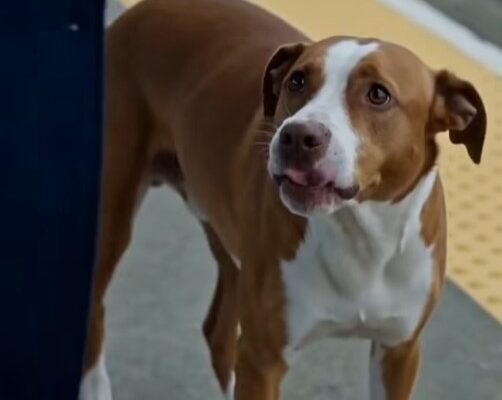 The Stray Dog That Saved My Daughter From the Train — Then the Whole Platform Went Silent – Dogrupara News – Daily News
