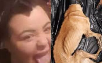 Woman Avoids Jail After Dog Found Starved to Death in Abandoned Flat, Sparking Public Outrage – Openheadline24