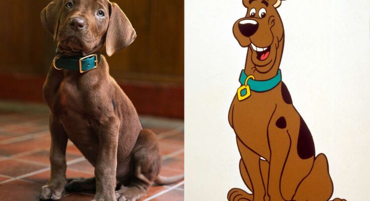 Origins Sparks Massive Backlash Over Realistic Puppy Design – Fans Can’t Stop Talking About the Shocking Change – Openheadline24