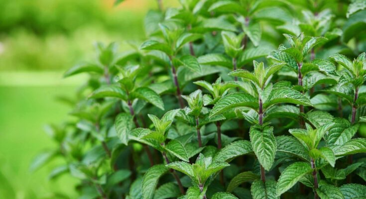 How to Grow Mint Successfully – A Complete Guide for Fresh and Fragrant Harvests – Openheadline24