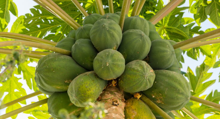 How to Grow Papaya Successfully – A Complete Guide for Fast-Growing Tropical Fruit – Openheadline24