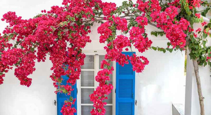 How to Grow Bougainvillea Successfully – A Complete Guide to Vibrant, Long-Lasting Color – Openheadline24