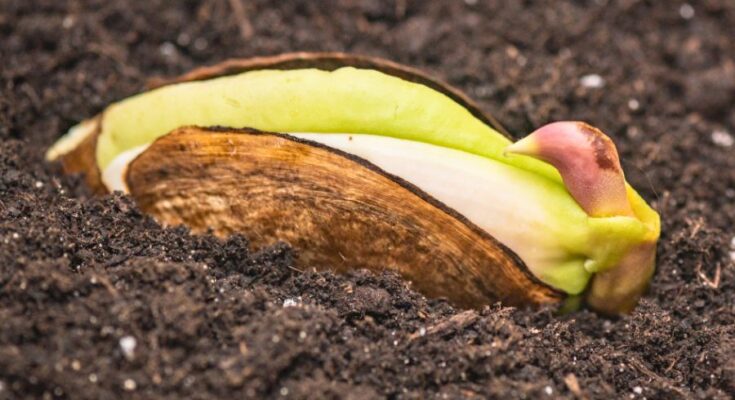 How to Grow Mango Successfully – A Complete Guide to Sweet, Tropical Harvests – Openheadline24