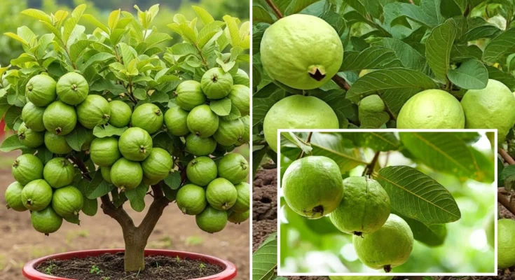 How to Grow Guava Successfully – A Complete Guide to Sweet and Nutritious Fruit – Openheadline24