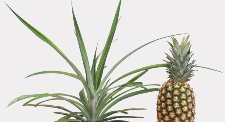How to Grow Pineapple Successfully – A Complete Guide to Sweet Tropical Fruit at Home – Openheadline24