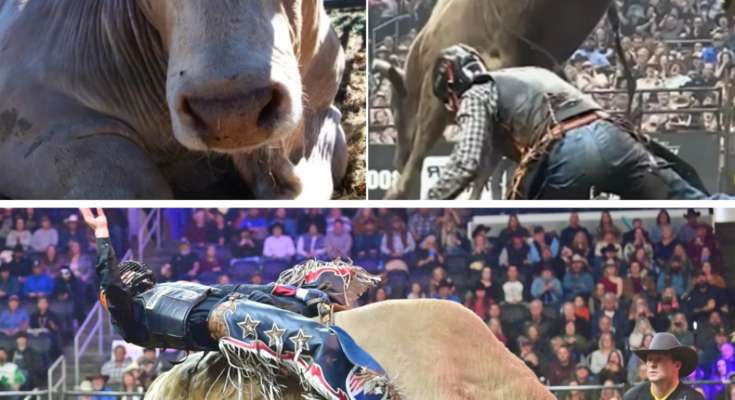 The moment still haunts Brady Fielder. One second, the powerful bull Man Hater was doing what he’d always done—bucking with wild strength, fighting every second of the ride. – Openheadline24