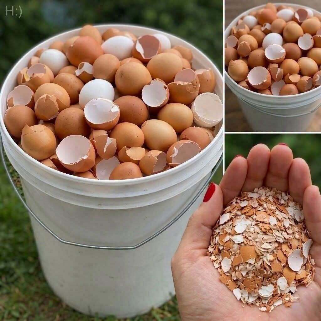 Don’t toss those eggshells, because they can be surprisingly useful around your home and garden.