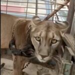 “Circus Lion Spends 20 Years in Chains—Then Finally Walks Toward Freedom.”