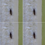 Warning! If you have found this insect in your home, it’s a sign that you need to…