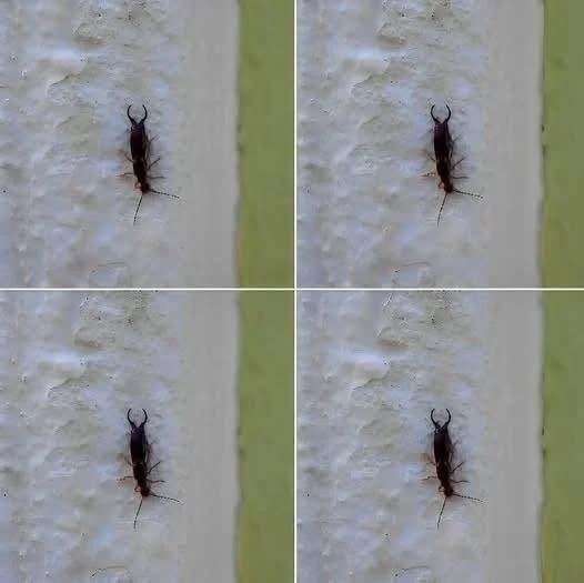 Warning! If you have found this insect in your home, it’s a sign that you need to…