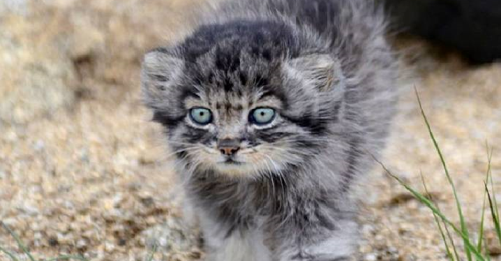 A manul cub named Dasha is a wild kitten who grew up in a human family – Amazing