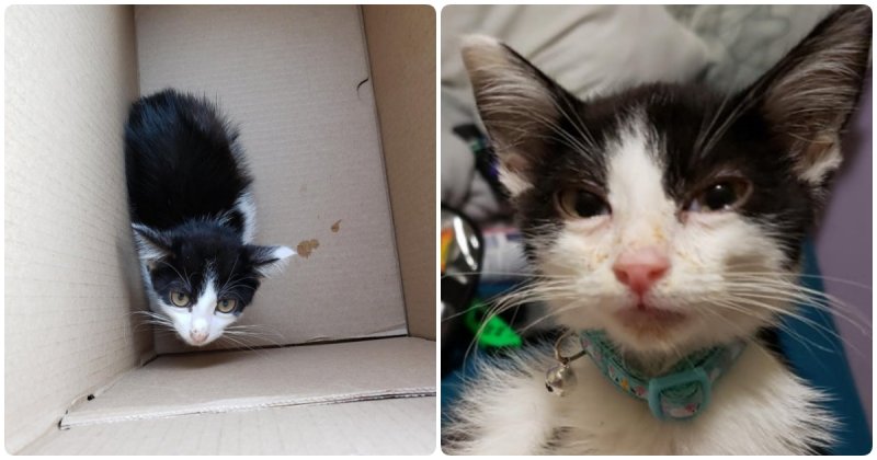 Weak kitten did not want to communicate with anyone until he met the future owner – Amazing