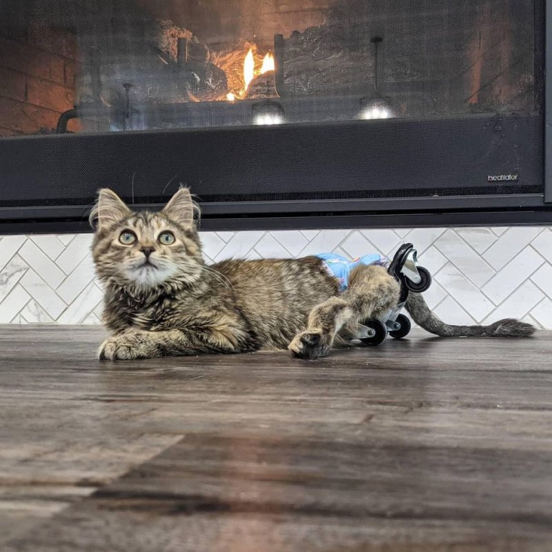 A kitten with paralyzed paws crawled to people – Amazing