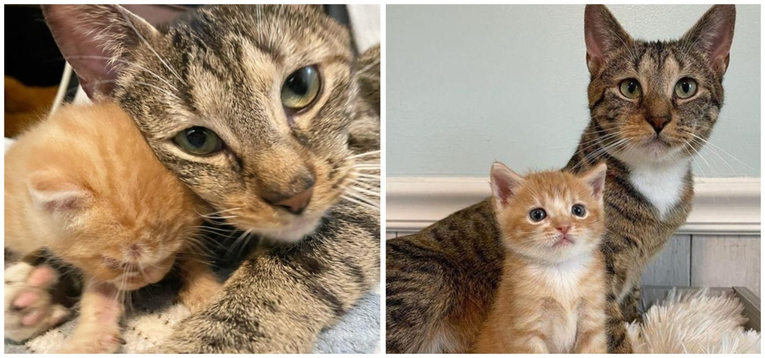 People noticed a pregnant cat who looked at them with a plaintive look – Amazing