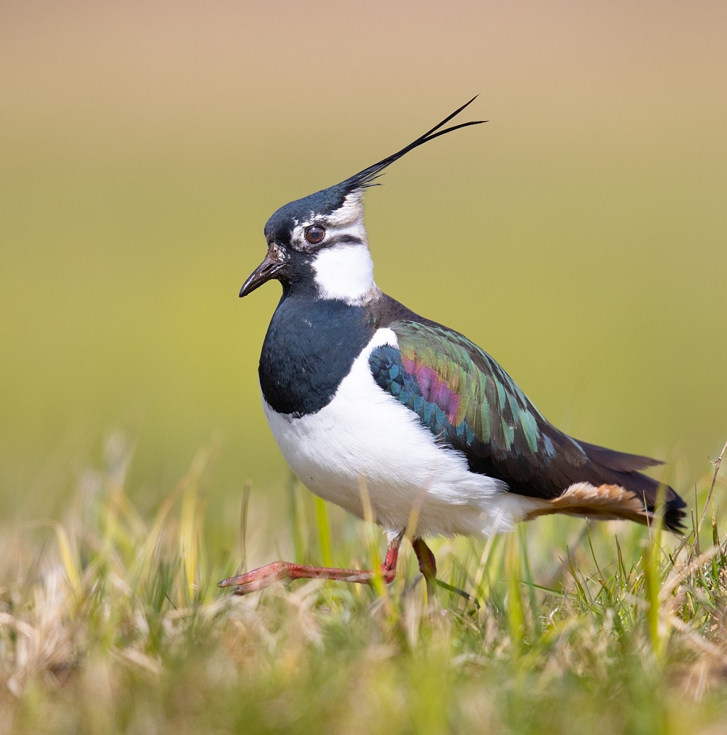 1. The Crested Marvel: Appearance of the Northern Lapwing