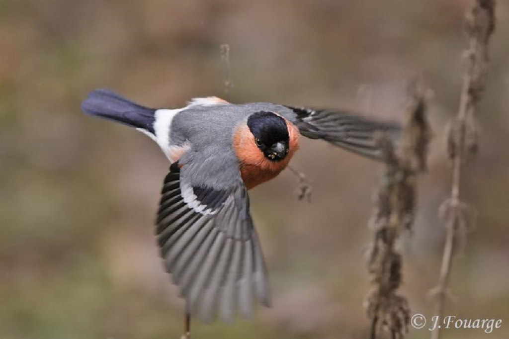1. The Aesthetic Appeal of the Male Bullfinch
