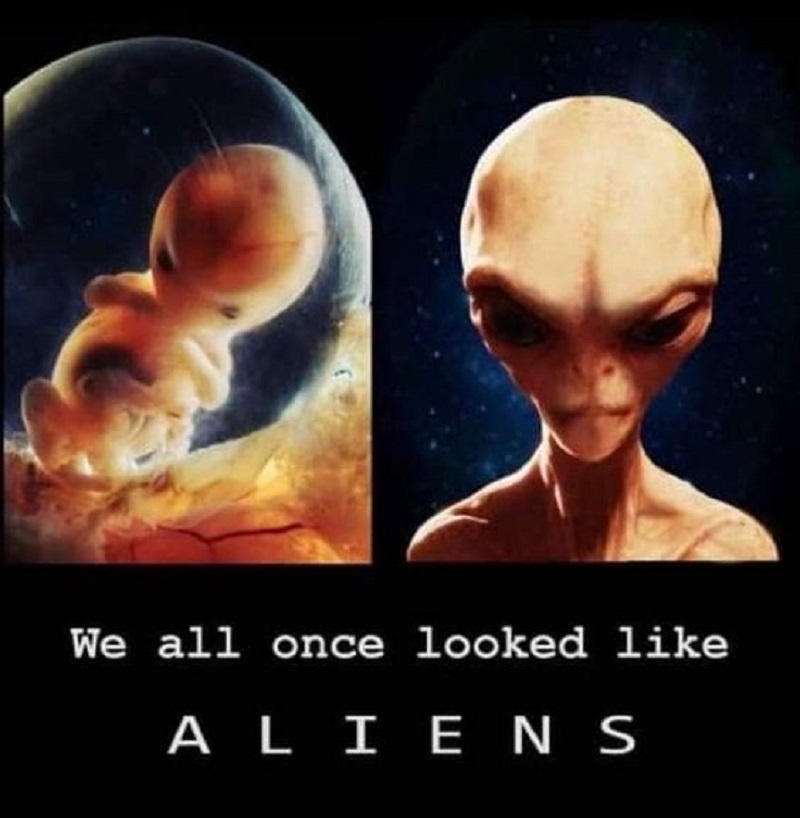 Alien Beings: Exploring the Humanoid Form in the Cosmos – Amazing