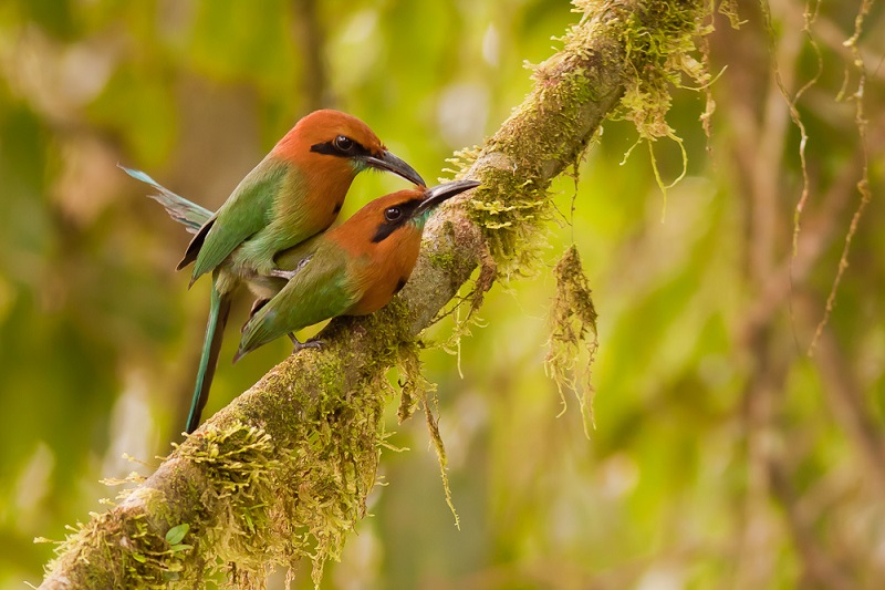 1. The Enigmatic Appearance of the Broad-Billed Motmot