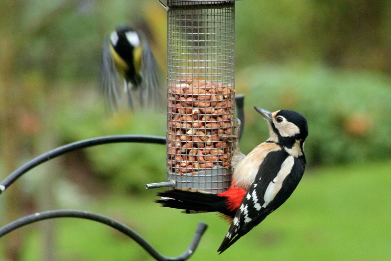 1. A Closer Look at the Greater Spotted Woodpecker