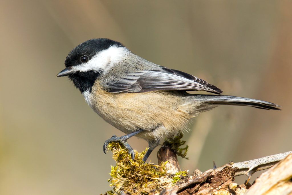 Bird Hybridization More Common in Human-Altered Environments – Amazing
