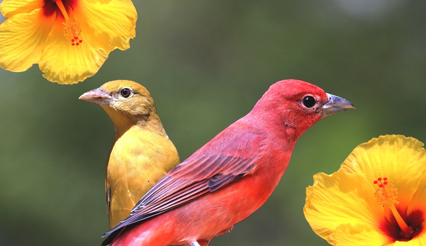 Study Shows Birds Improve Mental Health – Amazing