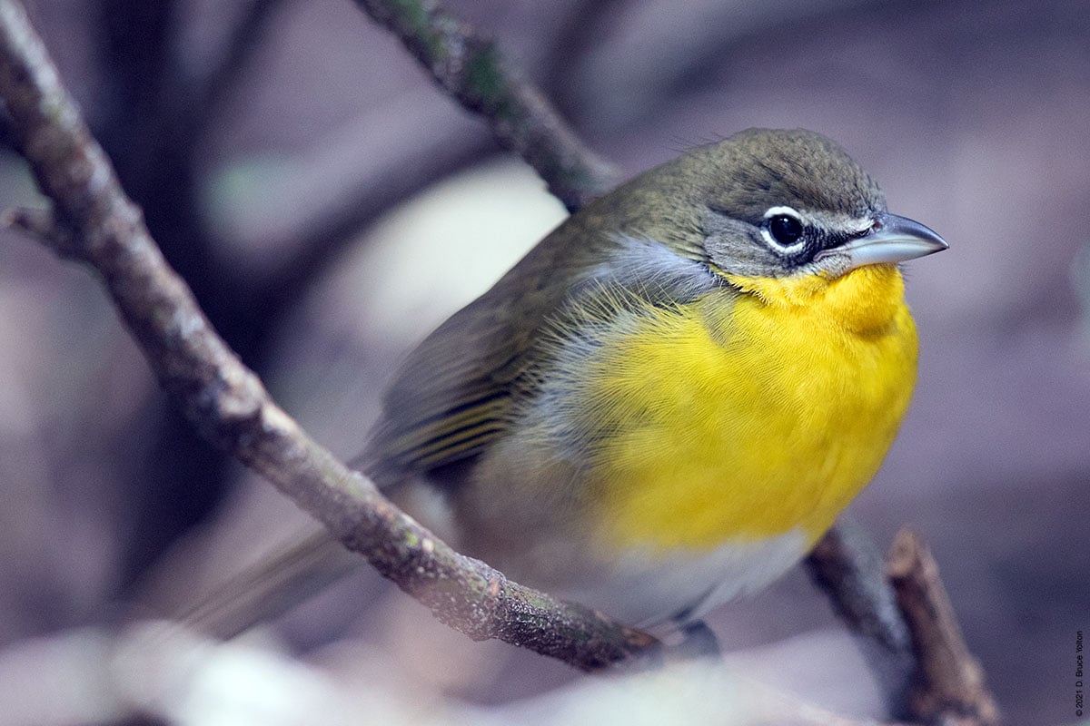 Top 5 Once In A Lifetime Songbirds – Amazing