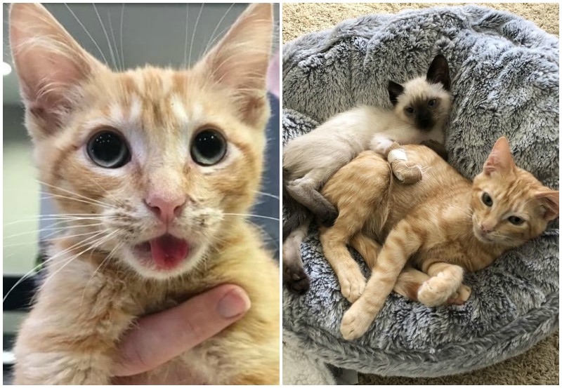 Kitten with jaw injury teaches fearful sister to trust people – Amazing