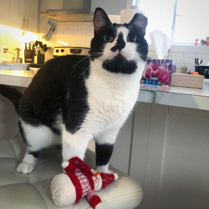 The hungry cat looked through the woman’s window, hoping to be let in – Amazing