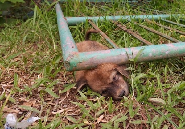 A Cry for Help: Rescuing the Stray Dog Beneath the Iron Gate – Amazing