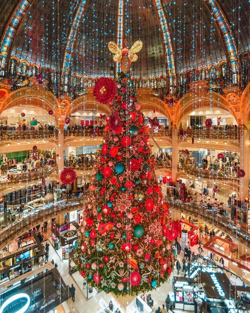Why do we use pine trees on Christmas day and not other trees? – Amazing