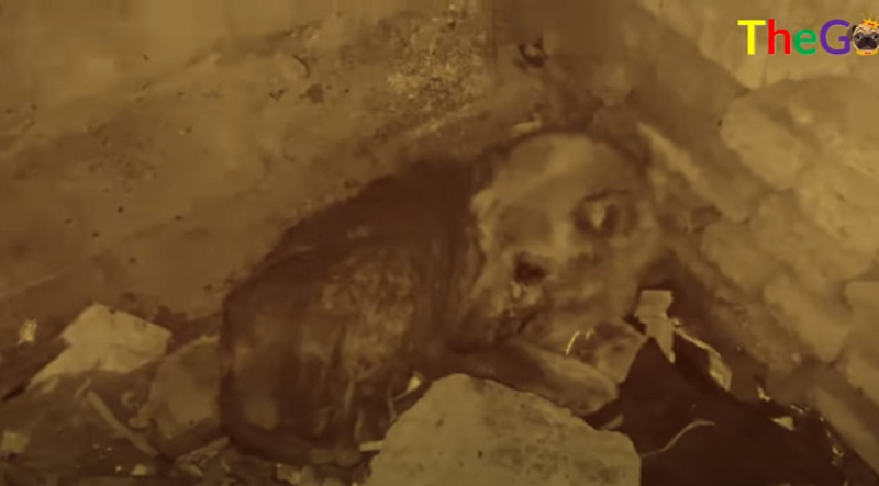 The Ailing Stray Dog: Finding Solace in the Abandoned House – Amazing
