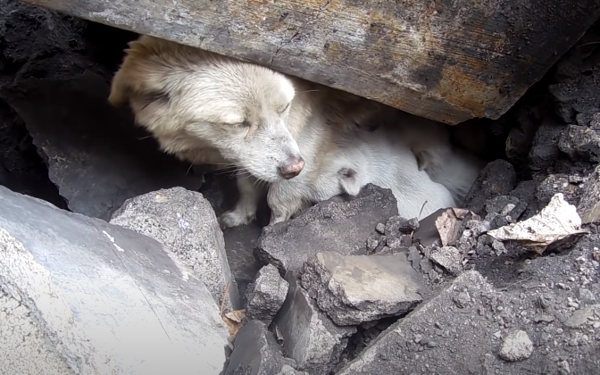 A Dogβs Tale of Peril and Hope: Rescue Under the Rock β Amazing