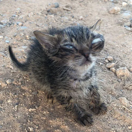 A Stray Catβs Journey: Finding Home Despite Losing Sight in the Streets of Cypress β Amazing